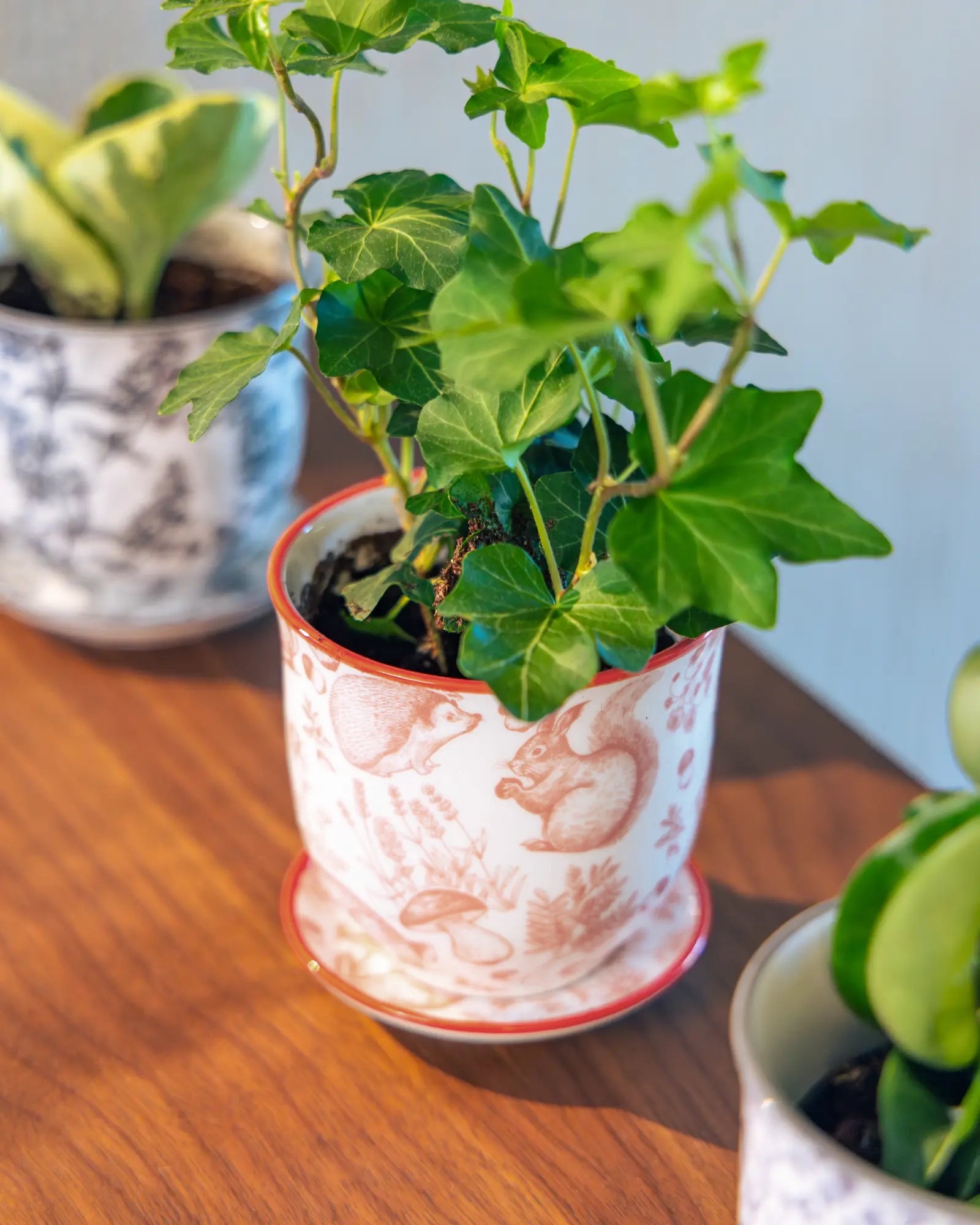 Chive Liberté small planter in red squirrels print with a red rim and saucer, styled with an ivy on a wood surface.