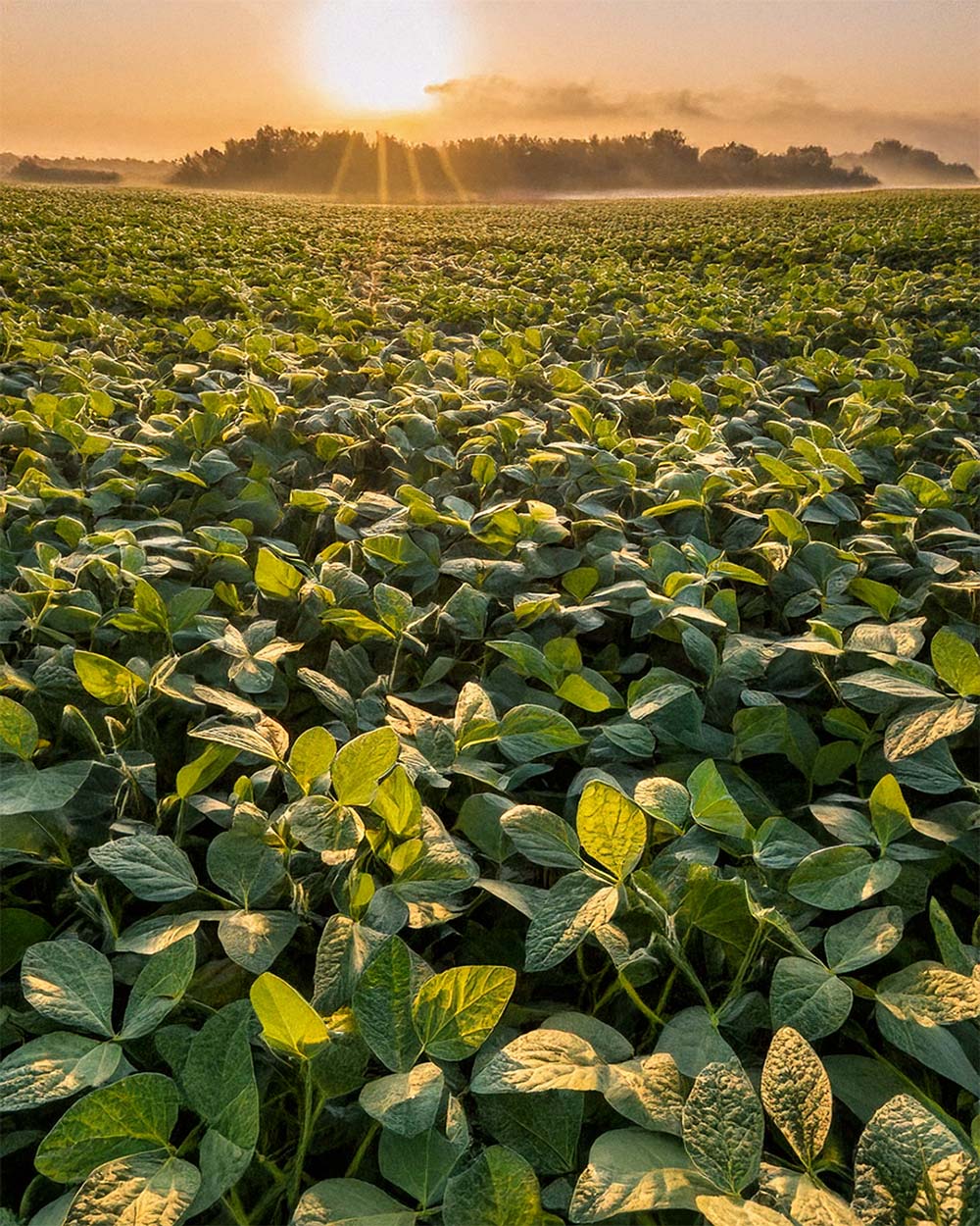 A wide view of a lush green soybean field under a bright sun at sunrise, with warm golden light filtering through the leaves and mist in the distance - Chive Soy Candles 