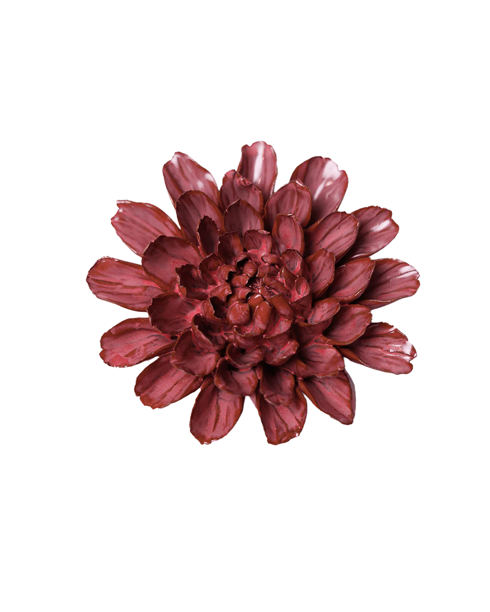 A single dark burgundy dahlia flower centered on a plain white background.
