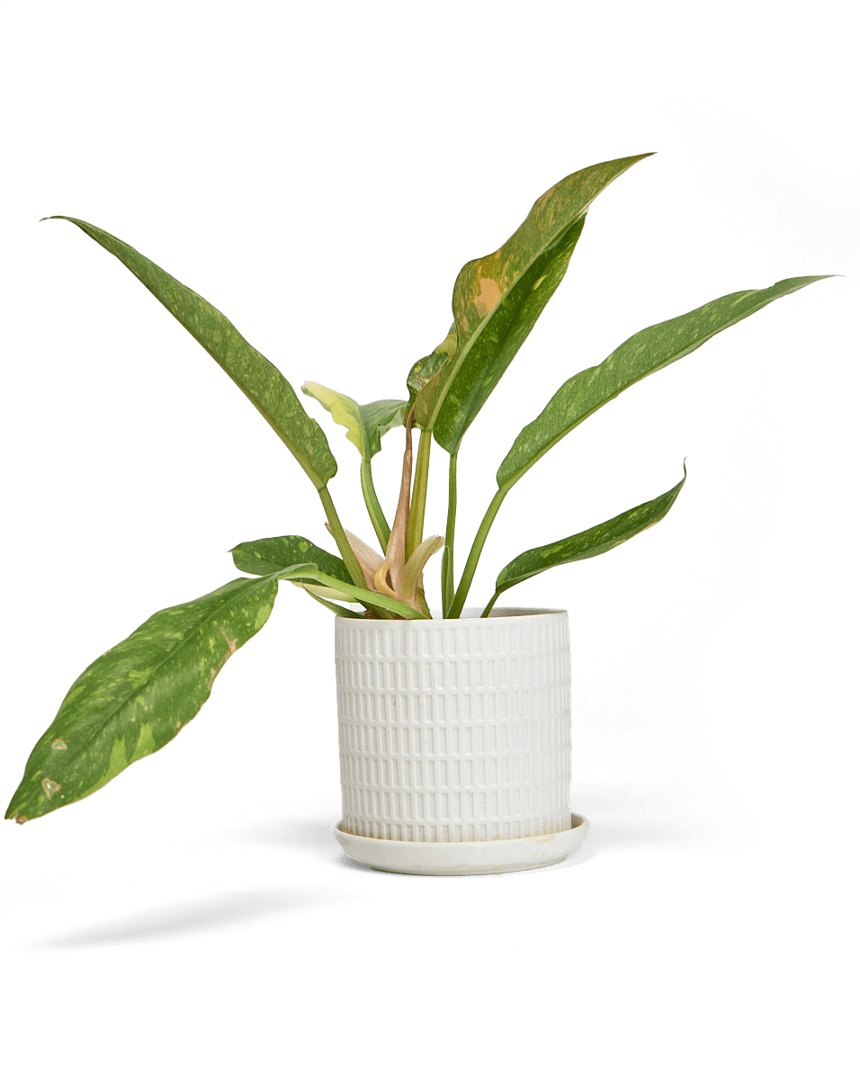 Virago Porcelain Large Indoor Pot With Drainage Hole And Saucer - Chive Ceramics Studio - Pots - Chive US