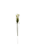 Clear Glass Modern Flower Vase - Window Cone - handmade by Chive Studio Toronto