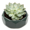 Discus Ceramic Succulent Dish Planter